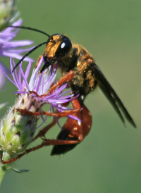 Great Golden Digger Wasp